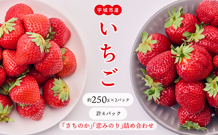 【1月発送】 先行予約 いちご 「さちのか」「恋みのり」 詰め合わせ 約250g×4パック 宇城市産いちご 熊本県産いちご 宇城市産いちご 熊本いちご 国産いちご いちご4パック 2026年1月上旬発送予定