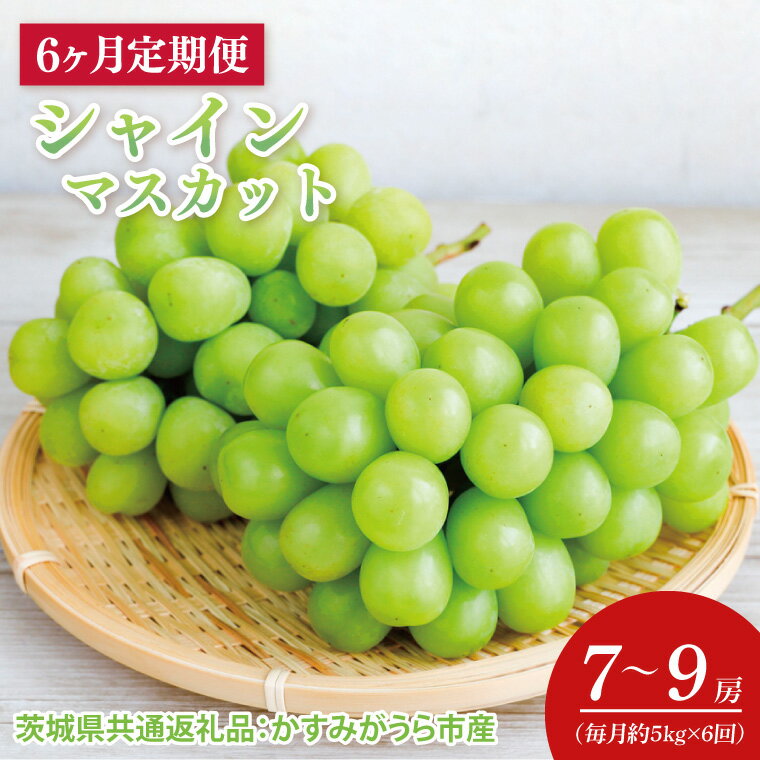 【ふるさと納税】【先行予約】【2025年8月より発送開始】【6ヶ月定期便】6か月連続 シャインマスカット　毎月約5kg (7〜9房）（茨城県共通返礼品：かすみがうら市産）(CD150)