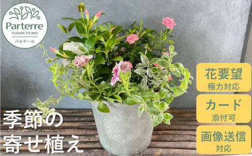 花屋が贈る季節の寄せ植え鉢【通常受付】 花 鉢植え 寄せ植え 季節 お花 パルテール