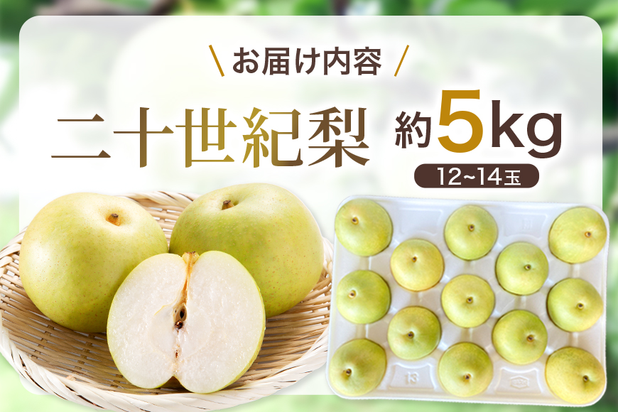 梨 2026年 先行予約 二十世紀梨 5kg 12～14玉 果物 なし 広島県 安芸高田市