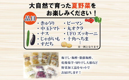 夏野菜 セット 野菜 加工品 詰合せ 野菜 野菜 野菜 野菜 野菜 野菜 野菜
