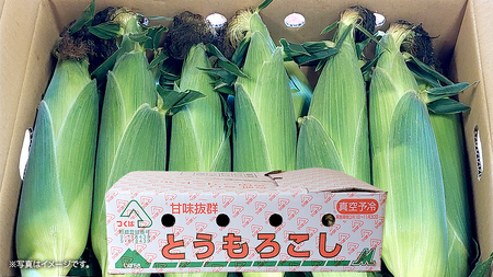 【 朝穫れ 当日出荷 】 訳あり スイートコーン 「 おおもの 」 約5kg 甘い 新鮮 皮付き トウモロコシ とうもろこし コーン 野菜 [DX008ci]