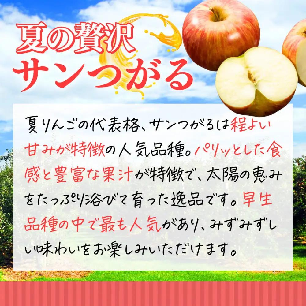 【8月下旬発送 先行予約】樹上熟成　サンつがる 5kg | りんご サンつがる 