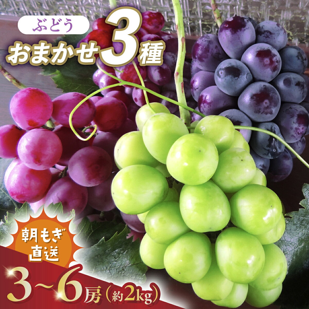 【ふるさと納税】2026年発送 先行予約 朝もぎ直送!!過保護に育った葡萄ぶどう『おまかせ3種』3～6房(約2kg)【配送不可地域：離島】【1643715】