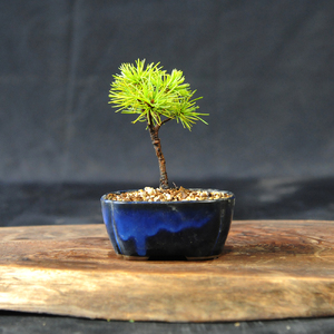 赤石の泉 赤石五葉松（鉢植え） F-153