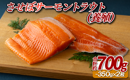 させぼサーモントラウト(養殖)2枚