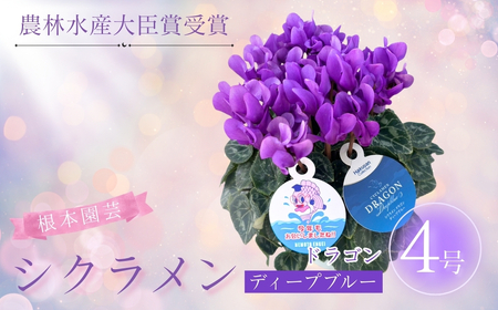 【先行予約】シクラメン ドラゴン ディープブルー 4号鉢 花ギフト 根本園芸 | 福島県 南相馬市 農林水産大臣賞