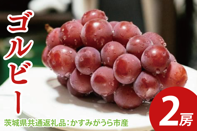 【先行予約】ゴルビー 2房（茨城県共通返礼品：かすみがうら市産）　※2025年9月初旬～2025年10月下旬頃に順次発送予定（CD026）