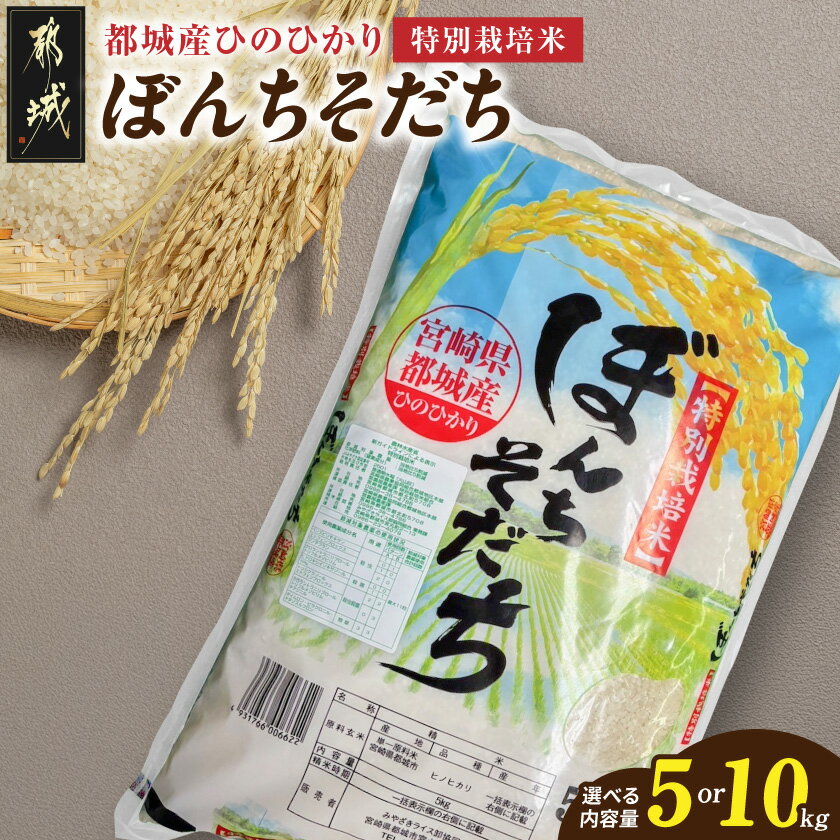 【ふるさと納税】【内容量が選べる！】都城産ひのひかり特別栽培米「ぼんちそだち」 - 都城産 ひのひかり 特別栽培米ぼんちそだち 選べる内容量 5kg/10kg お米 お弁当 単一原料米 送料無料 SKU-N501【宮崎県都城市は2年連続ふるさと納税日本一！】