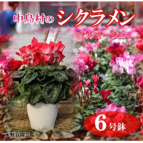 【先行予約】シクラメン6号鉢(プルマージュ)　水野谷園芸【配送不可地域：離島・沖縄】【1494358】