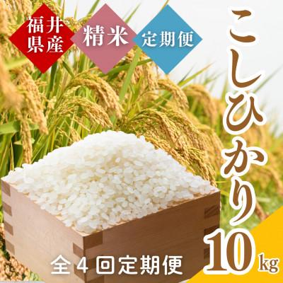 ふるさと納税 小浜市 【毎月定期便】福井県産こしひかり白米10kg全4回