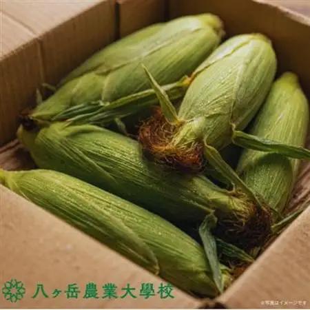 【2026年先行予約】朝採れ直送 フルーツのような甘さ『皮付き』生とうもろこし10本【配送不可地域：離島】【1643138】