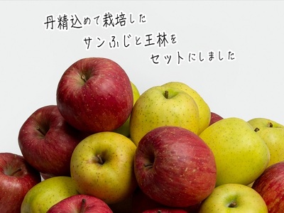 【先行予約】《特選》青森県産 りんご サンふじ 王林 約5kg りんご【11月～発送】