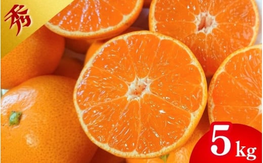 【先行予約】薄皮で濃い甘さ！完熟由良みかん【秀】5kg×1箱（混サイズ）和歌山県由良産※2025年11月下旬頃から順次発送予定(お届け日指定不可) / 柑橘 ミカン 蜜柑 甘い 由良町 フルーツ 果物 くだもの 食品 人気 おすすめ 産地直送 由良町【ktym008】