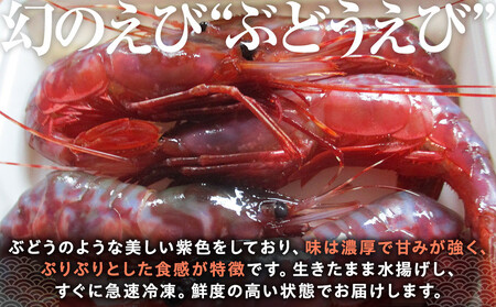 幻のぶどうえび（大・500g /8～12尾前後） エビ 海老 ブドウエビ 羅臼町 北海道 魚介類 魚介 海産物 冷凍 刺身 生産者 支援 応援