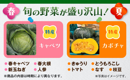 【全12回定期便】よこすか野菜セット すかなボックス／野菜 旬 セット  【JAよこすか葉山】[ASCB004]