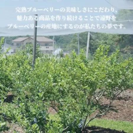 冷凍ブルーベリー 大粒 1.2kg (400gパック3個入り) 門前おくでらブルーベリー園【配送不可地域：離島】【1738487】