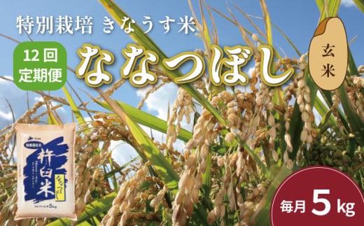 【玄米12ヶ月定期便】特別栽培「きなうす米」ななつぼし5kg×12回　P015
