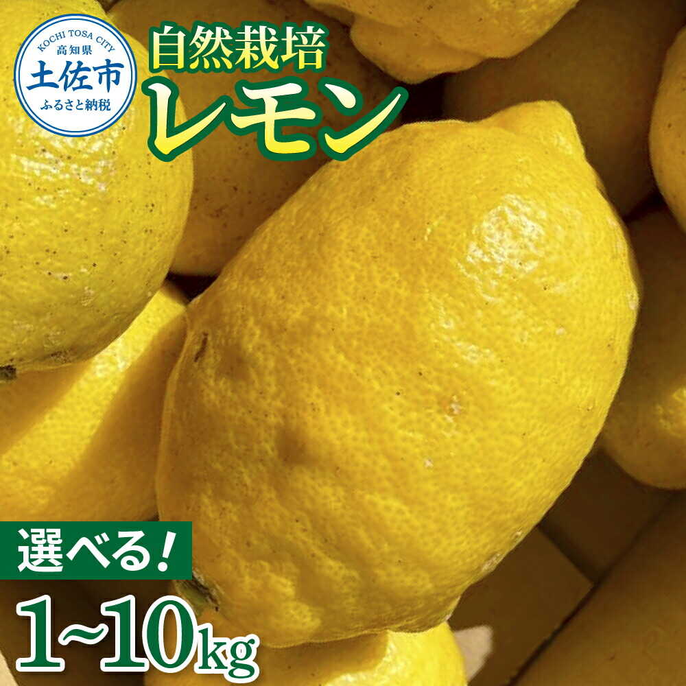 【ふるさと納税】【先行予約】【選べる内容量】自然栽培レモン 1~10kg 〈2026年9月1〜2027年4月30日発送〉レモン フルーツ 高知 土佐市 お取り寄せ 国産 産直 高知県土佐市/有限会社 四万十くじら[BQBR001]