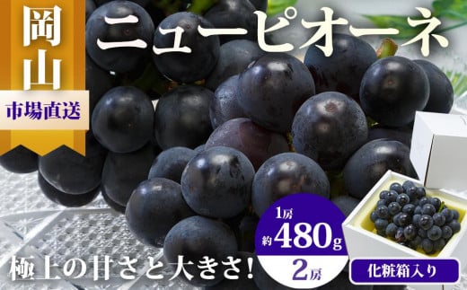 ぶどう 2025年 先行予約 ニュー ピオーネ 2房（1房480g以上）約1kg 化粧箱入り ブドウ 葡萄  岡山県産 国産 フルーツ 果物 ギフト