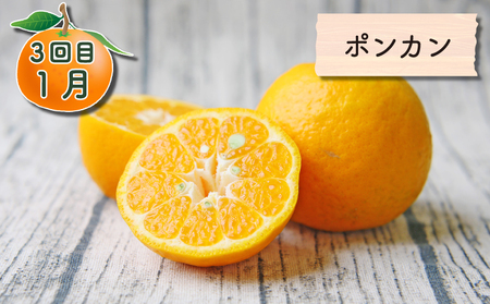 旬の 柑橘定期便 全3回 家庭用 吉田みかん 愛果28号 ポンカン フレッシュつちやま 温州みかん 温州 果物 フルーツ 柑橘 みかん プレゼント ギフト 産地直送 数量限定 国産 愛媛 宇和島 B0