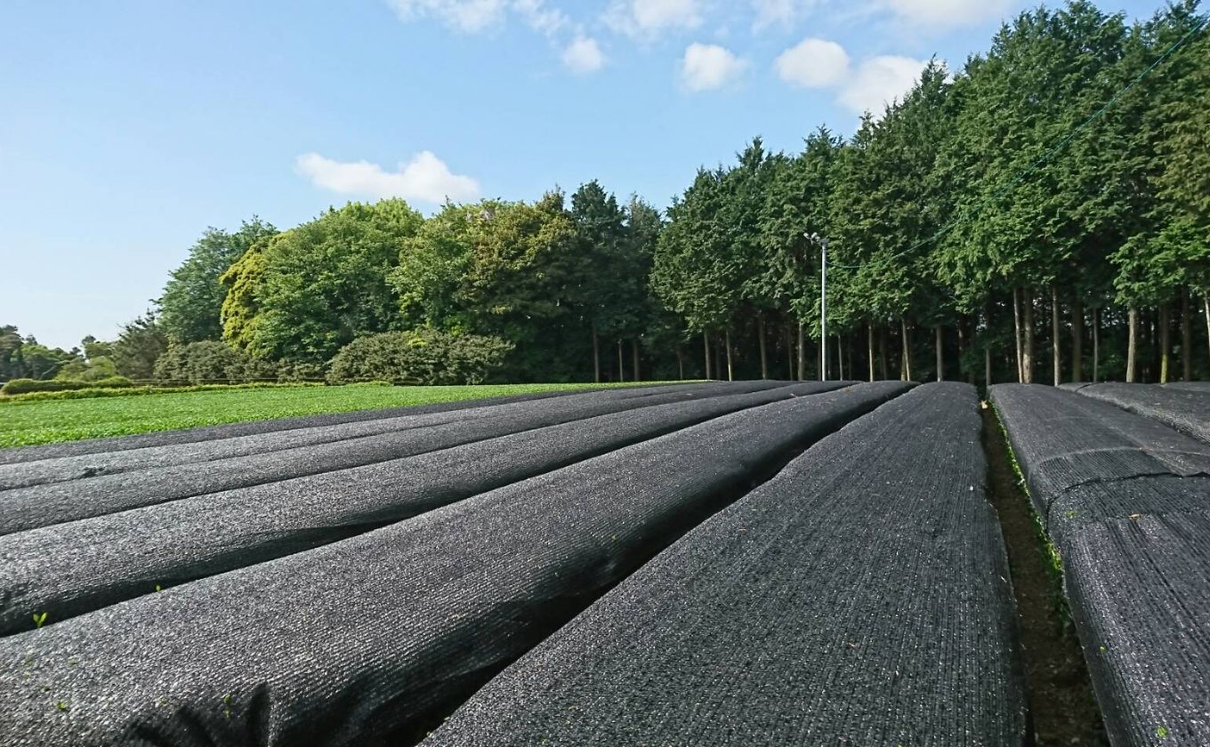 ウールで育てたお茶 お試しセット（かぶせ茶、ほうじ茶）マルシゲ清水製茶【お茶 茶 飲料 ギフト 贈り物 プレゼント 三重県 四日市 四日市市 】