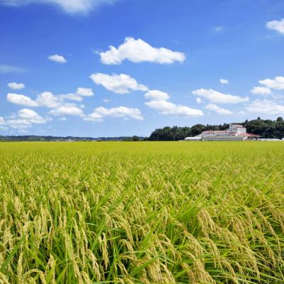 ふるさと納税 多古町 多古米セレクション　高石健太郎さんの多古米コシヒカリ　精米10kg　令和7年産 |  | 01