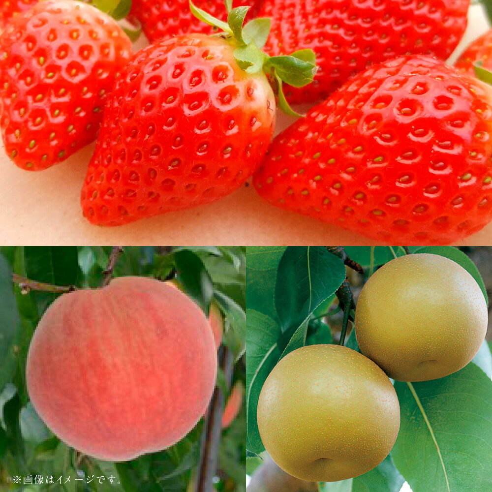 【ふるさと納税】【フルーツ3回定期便】 球磨のいちご（1kg）・桃（1kg）・梨（5kg） ゆうべに 苺 イチゴ なし ナシ 大玉 もも モモ くだもの 果物 果実 フルーツ 冷蔵 熊本県産 国産 九州 熊本県 あさぎり町 送料無料 【2026年1月中旬～10月上旬迄順次発送予定】