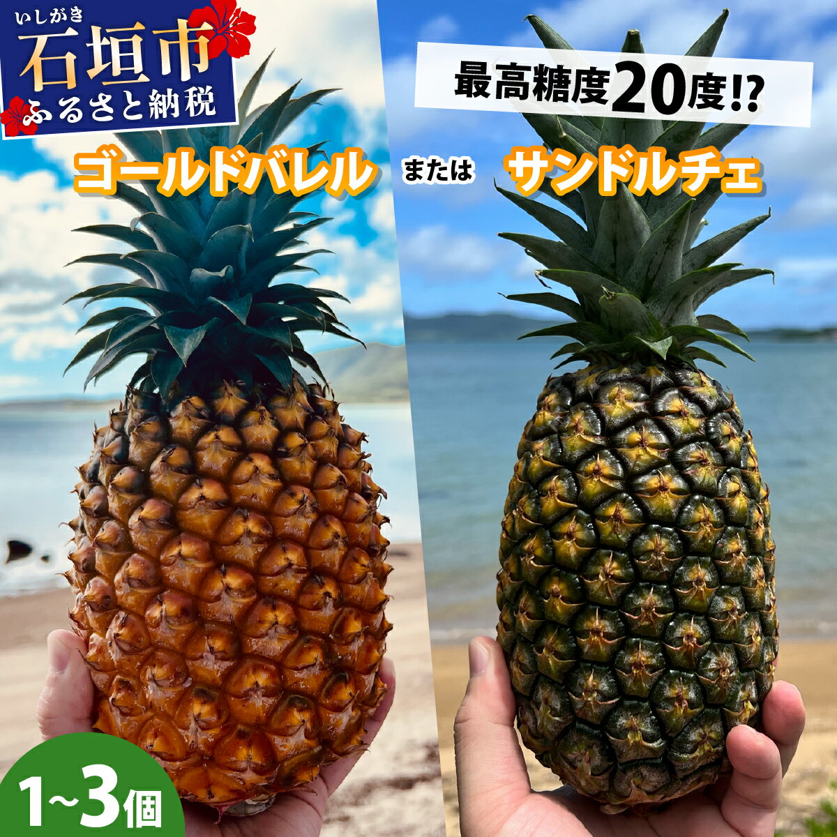 【ふるさと納税】選べる種類・容量！《2026年5月下旬～6月下旬発送》完熟 石垣島産パイナップル ゴールドバレルorサンドルチェ | パイン パイナップル フルーツ トロピカル ふるさと納税 ふるさと 沖縄県 沖縄 石垣 石垣島 石垣市 人気