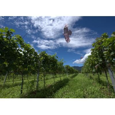 ふるさと納税 富山県 Domaine Beau 立野原 hineri オレンジ 2023 |  | 03