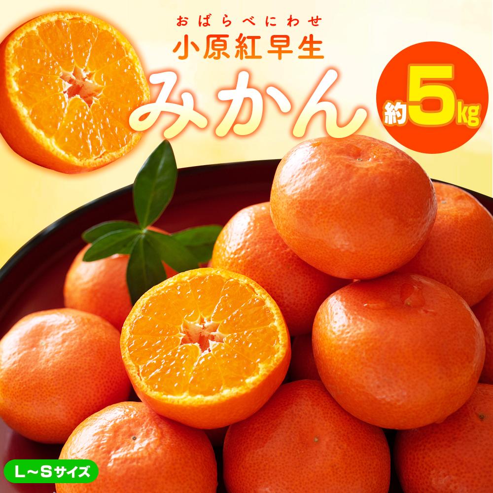【ふるさと納税】小原紅早生みかん(L～Sサイズ)　約5kg【2026年11月中旬～2027年1月中旬配送】 | 蜜柑 ミカン みかん フルーツ果物 香川県 高松市 柑橘 果実 贈答用 自宅用