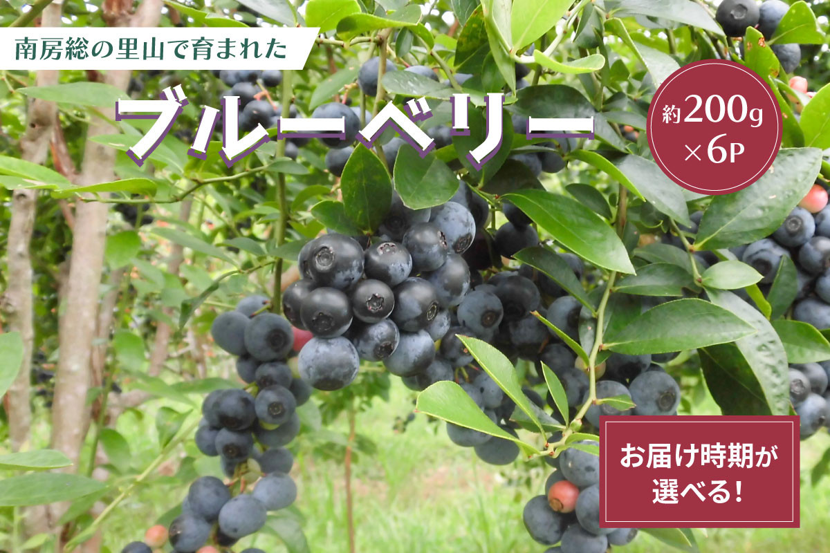 
約200g×6パック　南房総の里山で育まれたブルーベリー mi0026-0001
