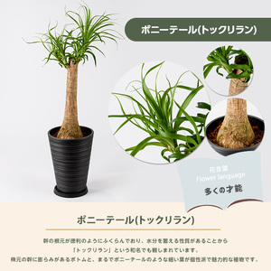 2026年1月中旬～発送【観葉植物】ポニーテール(トックリラン) 60cm～80cm (ブラックシュエット鉢) (Green Base/035-2040) 南国鹿児島県で育った 観葉植物！ トックリラ