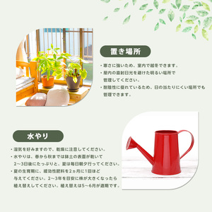 2026年4月上旬～発送【観葉植物】アスプレニウム・クリーシー 55cm～75cm JAいぶすき IB165-010 観葉植物 ※北海道・沖縄・離島配送不可