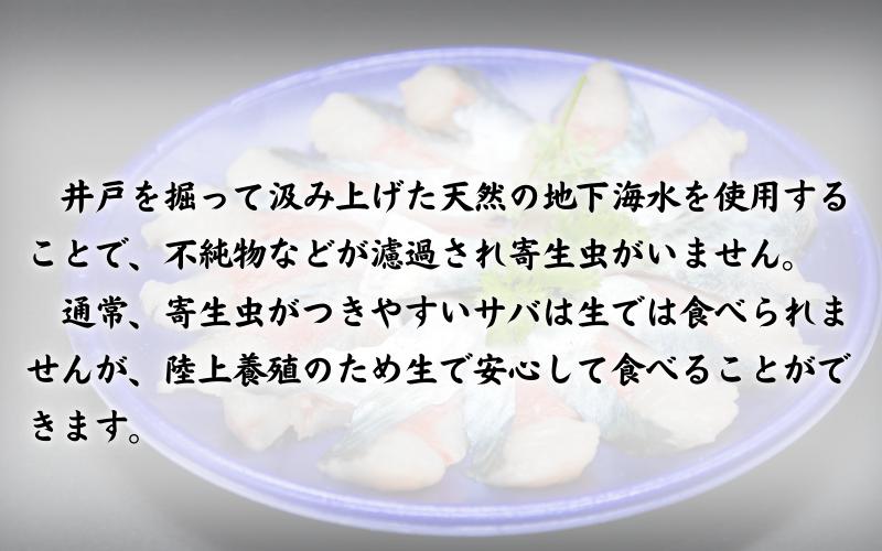 【24023】岩美町産 「サバさし」3人前（べっぴんサバのさばみちゃん刺身）
