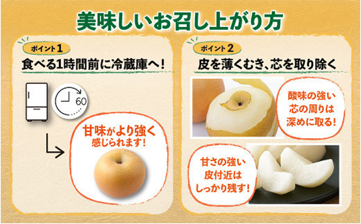 梨 約 5kg 2026年 予約 佐賀県産 | 果物 フルーツ