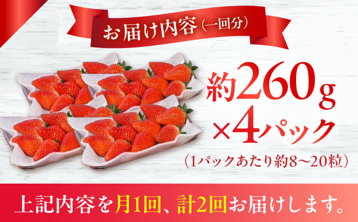 【2回定期便】 【2025年3・4月お届け】【数量限定】いちご「ゆめのか」 約260g × 4P / イチゴ 苺 フルーツ 果物 産地直送 朝摘み / 南島原市 / O' Berry! [SGA003