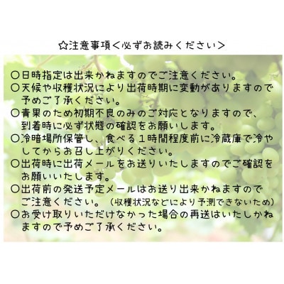 【2026年発送】山梨県山梨市産 朝採れ シャインマスカット 1.2kg (2～3房)【配送不可地域：離島・沖縄県】