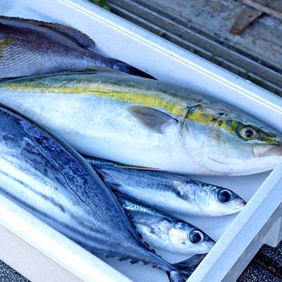 ふるさと納税 大月町 朝どれ 鮮魚 おまかせ 3〜5kg 詰め合わせ 海鮮 魚介 刺身 高知県 大月町 冷蔵 直送 |  | 02