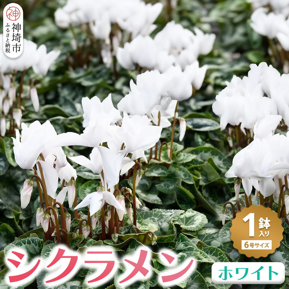 【ふるさと納税】【先行受付11月20日より発送 数量・期間限定】鉢花 シクラメン ホワイト 6号鉢 【鉢花 シクラメン 冬のギフト ふるさと納税】(H069112)