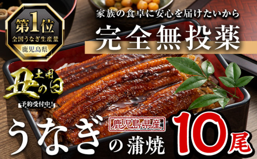 ＜丑の日先行予約受付中！＞鹿児島県産うなぎ蒲焼 (1尾あたり136g～155g×10尾、タレ・山椒付き) 鰻 かばやき 冷凍【西日本養鰻】D34-U