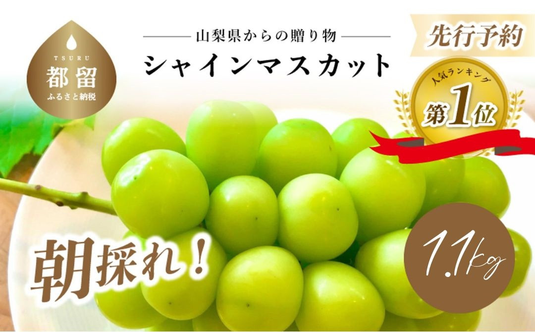 【2023年 先行予約】山梨県産シャインマスカット 1.1kg (２房～3房) 数量限定