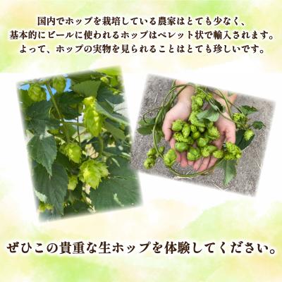 ふるさと納税 下関市 生ホップ 〜ビールに浮かべて〜 50g 下関 山口 IN102 |  | 02