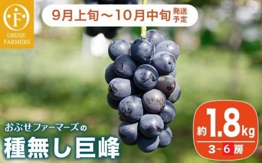 種無し巨峰 約1.8kg 3～6房 ［おぶせファーマーズ］ 果物 フルーツ ぶどう ブドウ 葡萄 冷蔵便 クール便 長野県産 信州産 令和8年産 【2026年9月上旬～10月中旬発送】 ［F-25］
