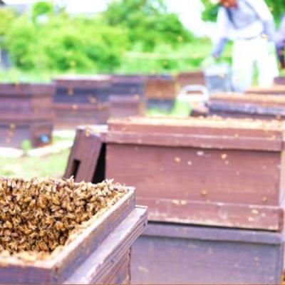 ふるさと納税 小郡市 はちみつ 天然 純はちみつ 1kg×3本セット やまみつ&さくら&れんげ[No5354-0300] |  | 02