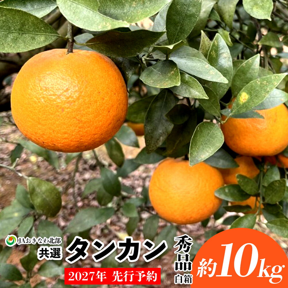 【ふるさと納税】【2027年 先行予約】共選タンカン　約10kg（秀品・白箱） たんかん なご 国産 県産 おきなわ 厳選 ギフト 甘い あまい 魅力 お土産 食べ物 美味しい 取り寄せ ご当地 オキナワ 南国 トロピカル 旨味