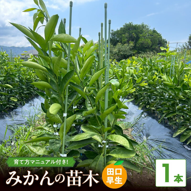 【ふるさと納税】苗木 みかん 2年生【田口早生】 1本【果樹 柑橘類 苗物】