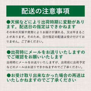 【2024年 先行予約】山梨県産　種なしピオーネ２房(約1.0Kg）