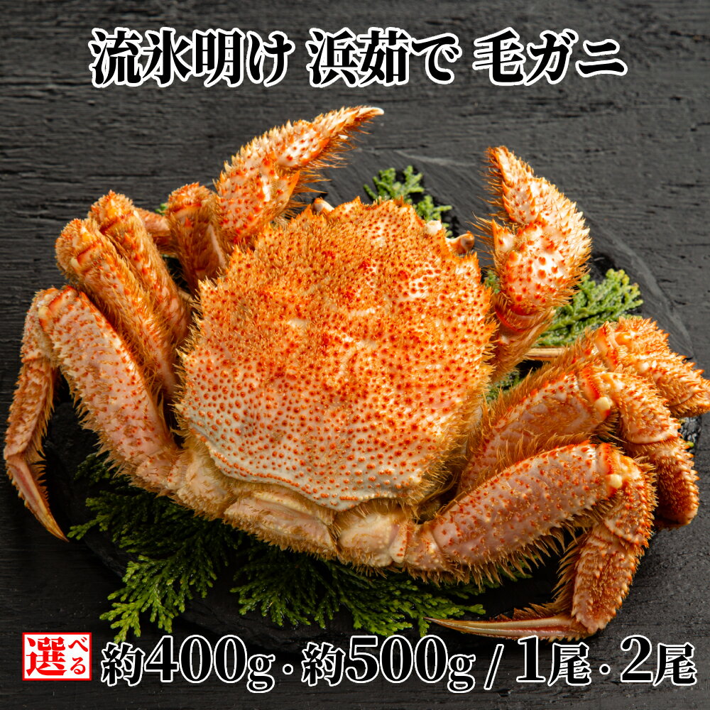 【ふるさと納税】流氷明け 浜ゆで 毛ガニ | 選べる 毛蟹 毛がに カニミソ かにみそ 蟹味噌 1尾 2尾 北海道産 セット グルメ プレゼント ギフト 海鮮 海鮮食品 ふるさと納税 納税 北海道 紋別市