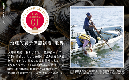 青森県 小川原湖産 冷凍 大和しじみ 3Lサイズ 2kg